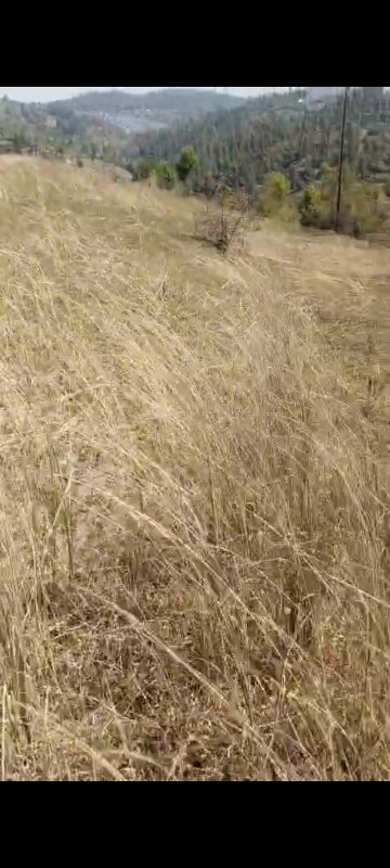 Plot Area in  Land at Dhanachuli – for Sale