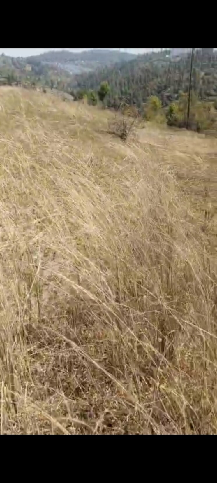 undefined, dhanachuli Commercial Land 15000 Sq.Ft. In Dhanachuli Nainital 9041529