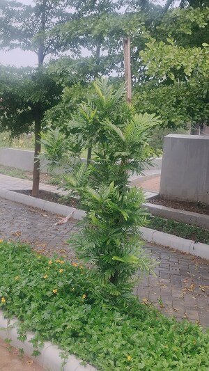  Plot – Exterior View View at Sejbahar - for Sale