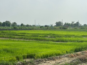 Plot For Sale in Dalelpur Village