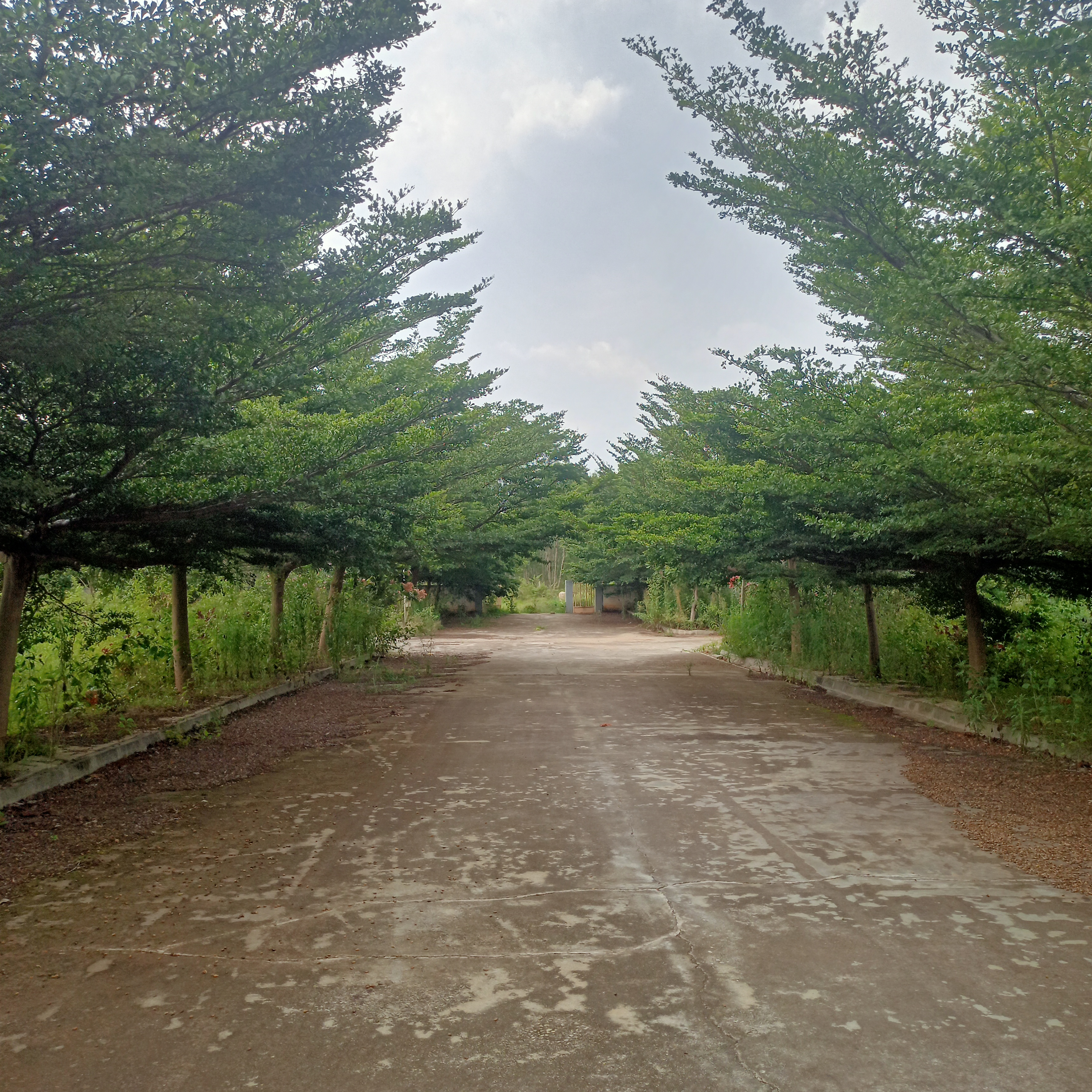 Plot For Sale in Chandapura