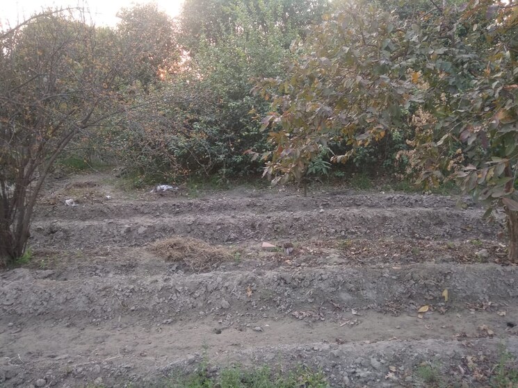 undefined, wazidpur  1008 Sq.Ft. Plot In Wazidpur Noida 9061257