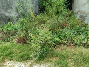  Plot For Sale in Sharda Nagar