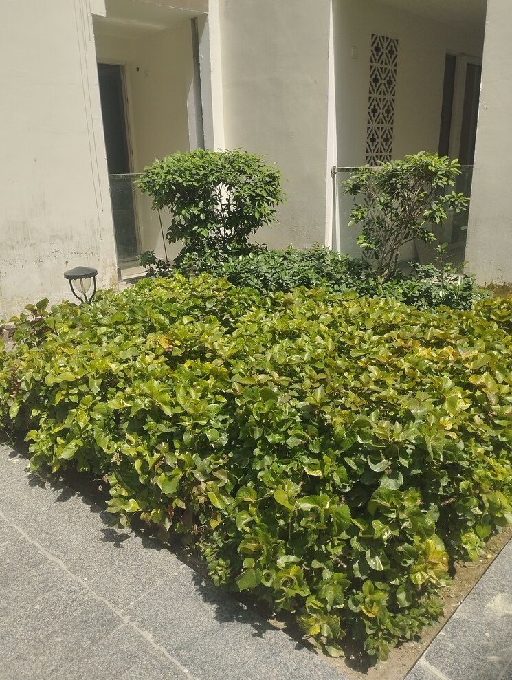 Garden, nimbus-the-palm-village 1 RK 525 Sq.Ft. Apartment In Sector 22a Yamuna Expressway Greater Noida 9069482