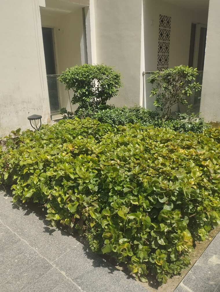 Garden, nimbus-the-palm-village 1 RK 525 Sq.Ft. Apartment In Sector 22a Yamuna Expressway Greater Noida 9069482