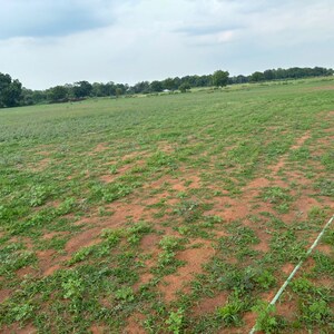  Plot For Sale in Punadipadu