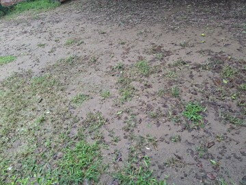  Plot For Sale in Sector 95