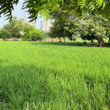 Plot For Sale in Tigaon