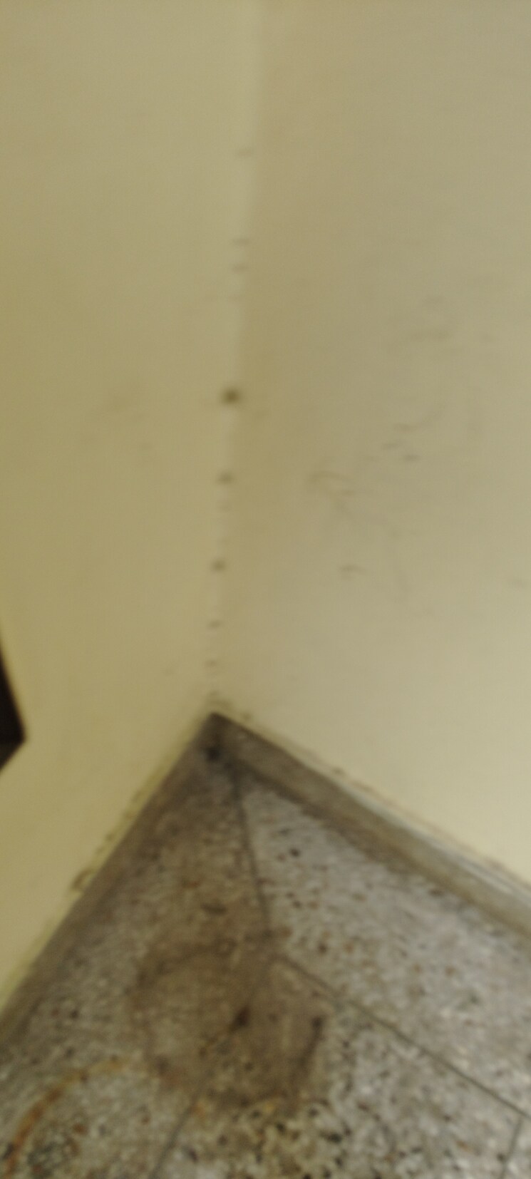 undefined, g block shastri nagar 2.5 Bedroom 1500 Sq.Ft. Builder Floor In G Block Shastri Nagar Ghaziabad 9082108