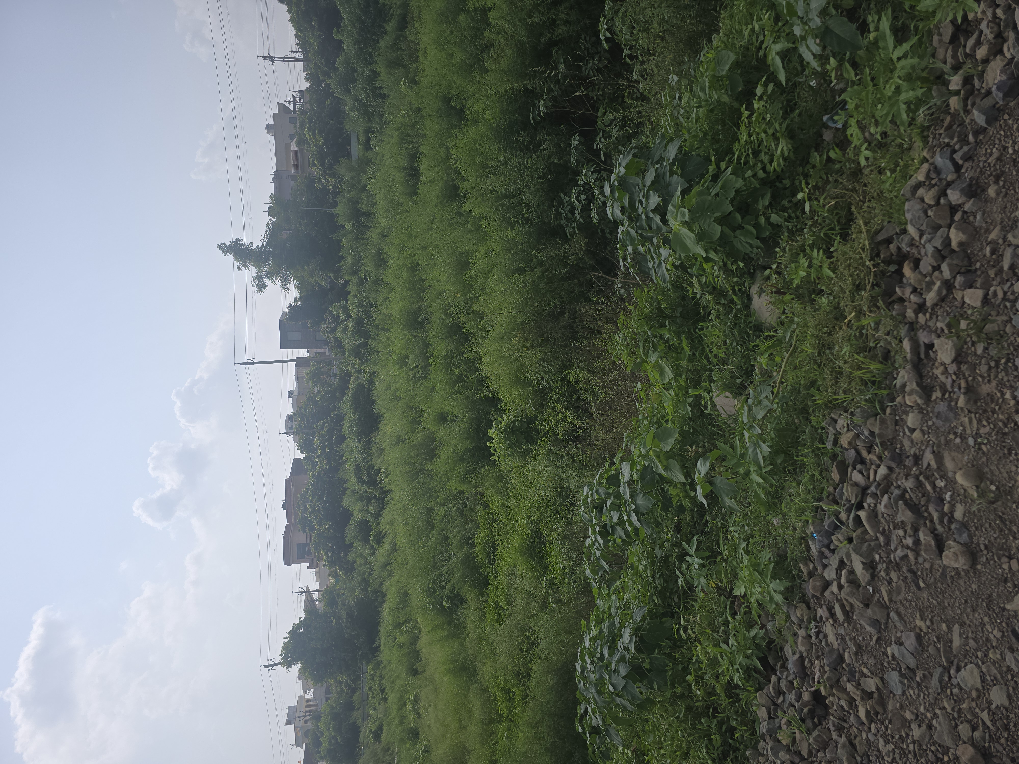 Plot For Sale in Sector 21