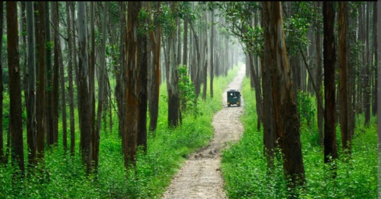 Garden, vythiri  34 Acre Plot In Vythiri Wayanad 9089544