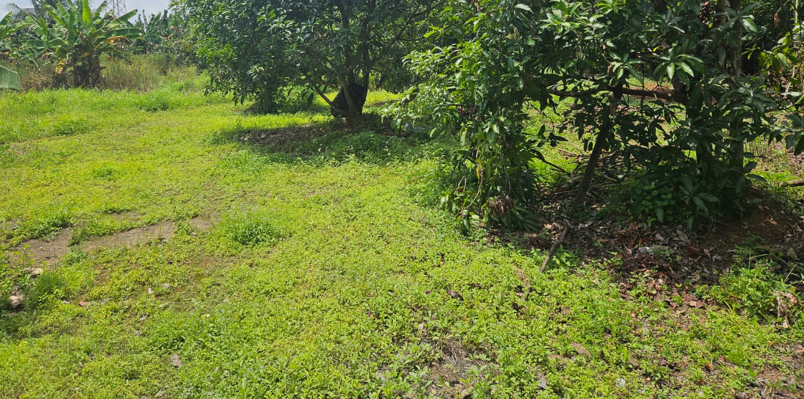 Plot For Sale in Patturaickal