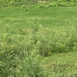 250 Sq.Yd. Plot in Bptp Sector 80 Faridabad 