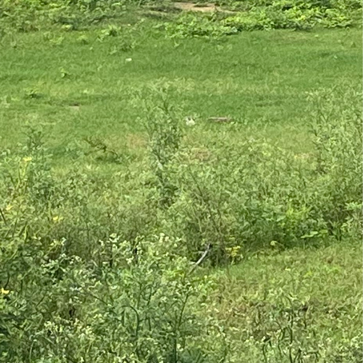 Plot For Sale in Bptp Sector 80 Faridabad 