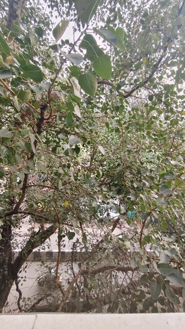 3 BHK Builder Floor – Garden View at Govindpuri - for Rent