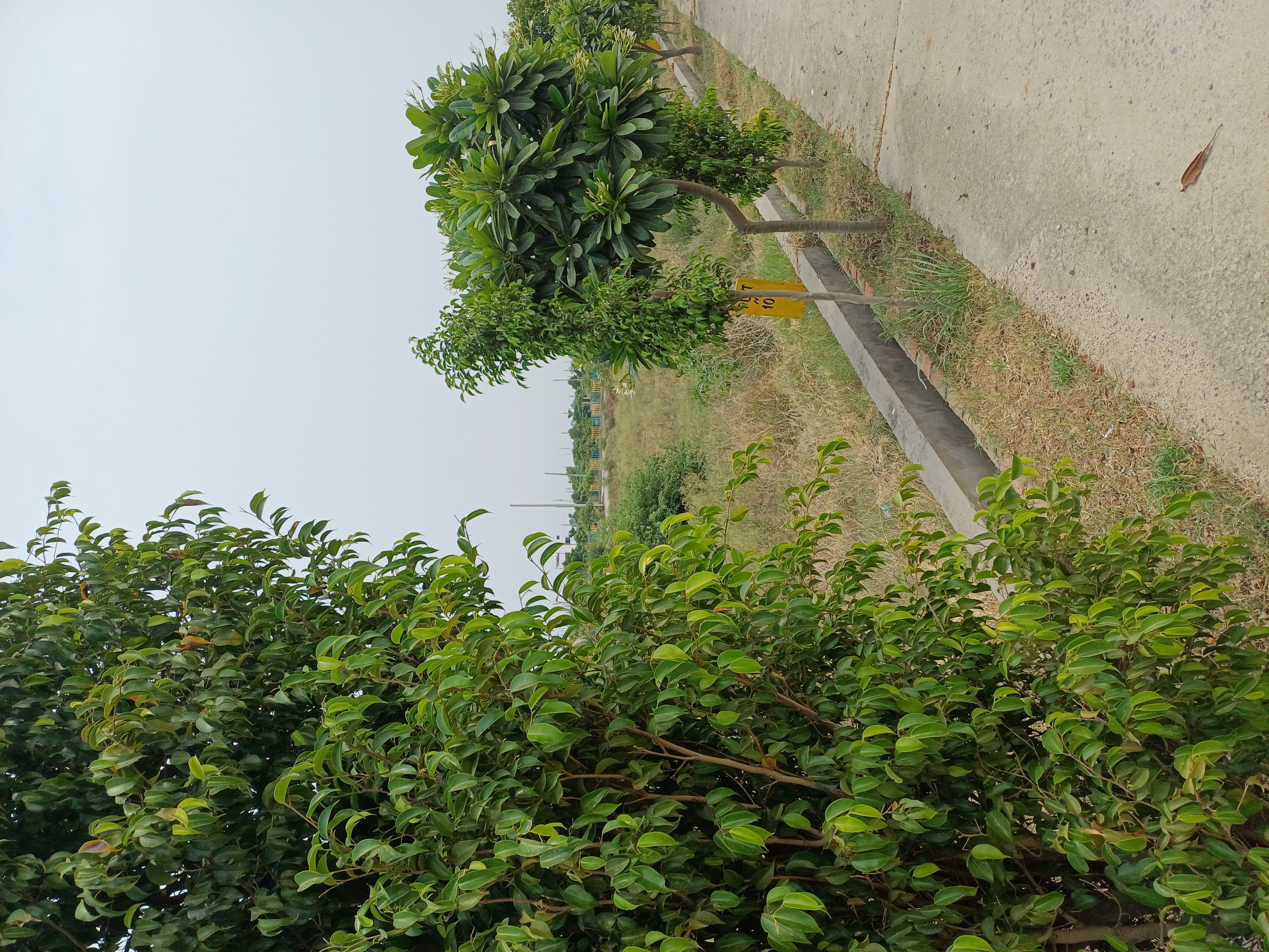 Plot For Sale in Harit City 