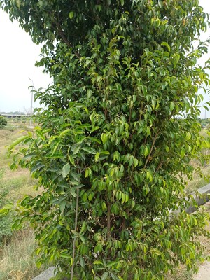  Plot – Garden View at Jewar - for Sale