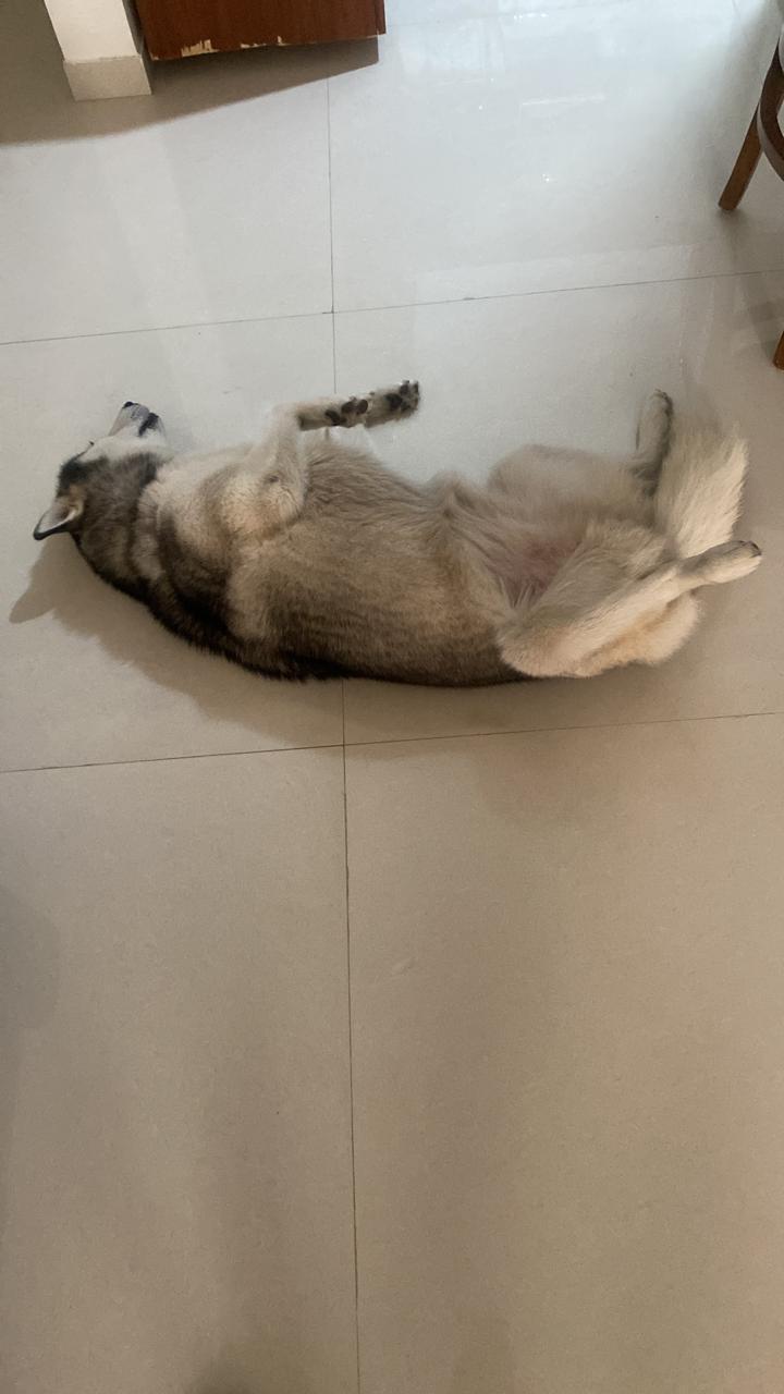 2 BHK + Pooja Room 1100 Sq.Ft. Apartment in Karia Konark Campus