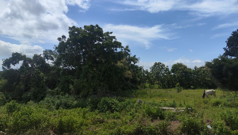 Garden, maheshwaram Commercial Land 15 Acre In Maheshwaram Hyderabad 9104459