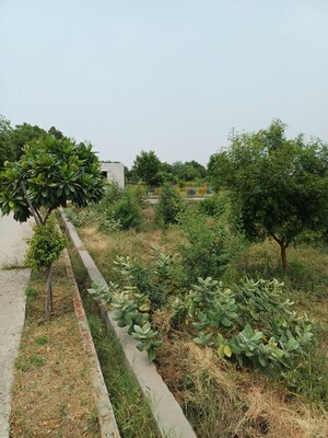  Plot For Sale in Jewar