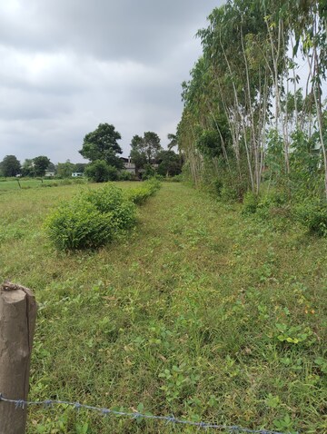 Plot Area in  Plot at Pilikothi – for Sale