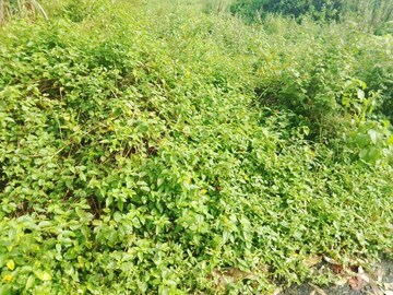  Plot For Sale in Selakui