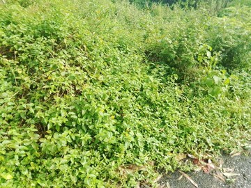 Plot Area in  Plot at Selakui – for Sale