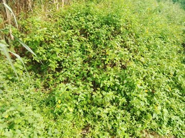 Plot Area in  Plot at Selakui – for Sale