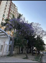 3 BHK + Pooja Room 1225 Sq.Ft. Apartment in AVJ Homes