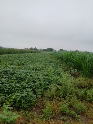 Plot Area in  Land at Sinhasa – for Rent