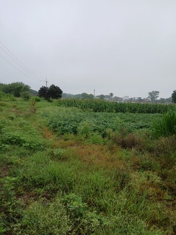 Plot Area in  Land at Sinhasa – for Rent