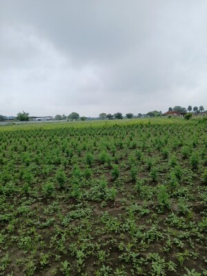 Plot Area in  Land at Sinhasa – for Sale