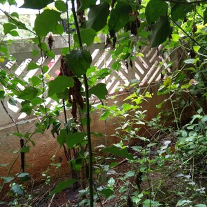 5 BHK Villa – Garden View at Shreyas Colonnade, Baner - for Sale