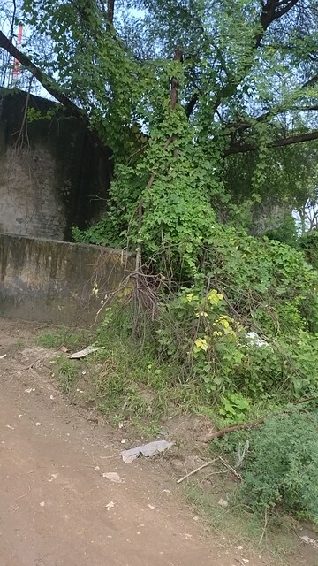 Plot Area in  Plot at Sirsa – for Sale