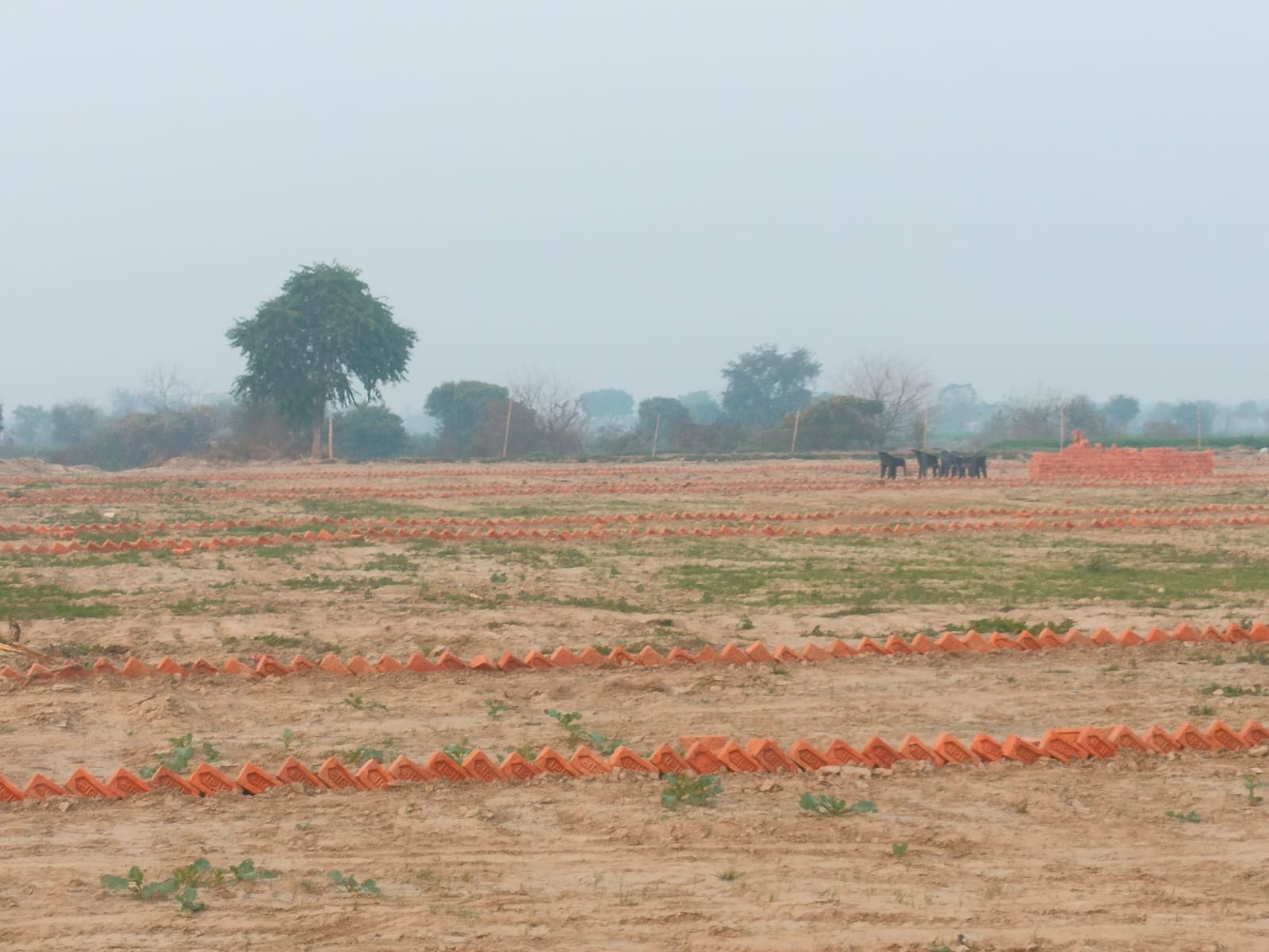 Plot For Sale in Sector 142