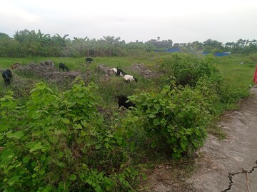 Plot Area in  Plot at AmtalA-Baruipur Road – for Sale