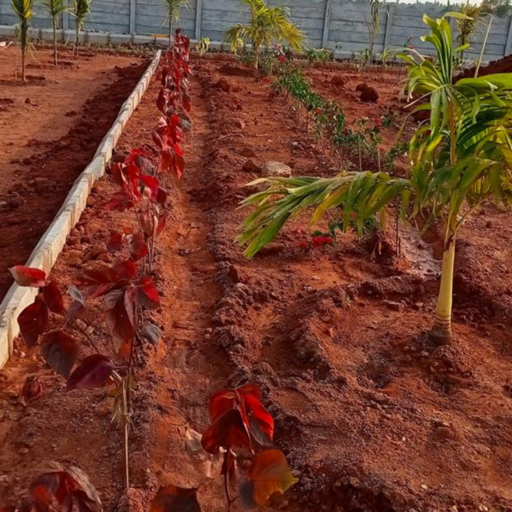 Garden, mangalagiri  2500 Sq.Yd. Plot In Mangalagiri Vijayawada 9132330
