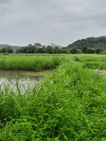 Plot Area in  Plot at Mandangad – for Sale