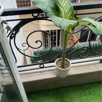 Balcony in 1 BHK Builder Floor at Boutique Residential Apartments N-136, Panchsheel Park – for Rent