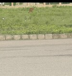 290 Sq.Yd. Plot in Huda Plot Sec 75 Faridaba