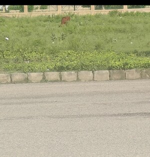  Plot For Sale in Sector 76