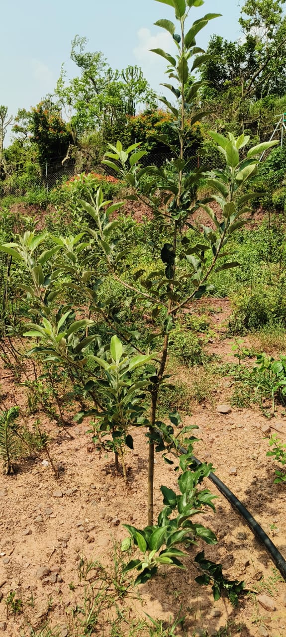 Plot For Sale in Sector 26