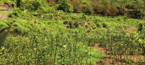  Plot – Garden View at Sector 12 Panchkula - for Sale