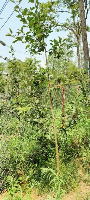  Plot – Garden View at Sector 12 Panchkula - for Sale