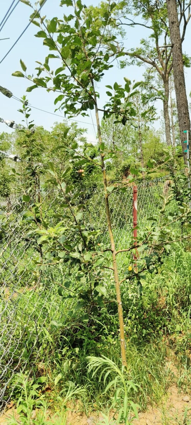 Garden, sector 12 panchkula  250 Sq.Yd. Plot In Sector 12 Panchkula Panchkula 9155436