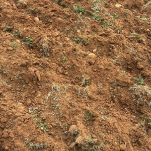 Plot Area in  Plot at Poranki – for Sale