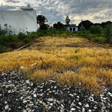  Plot For Sale in Daurala