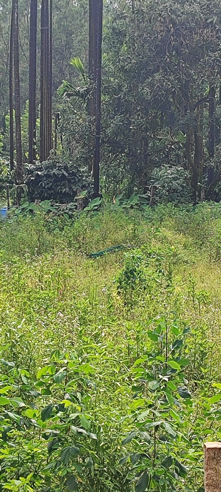 undefined, embassy-meadows 3 Bedroom 1550 Sq.Ft. Apartment In Koramangala Bangalore 9160975