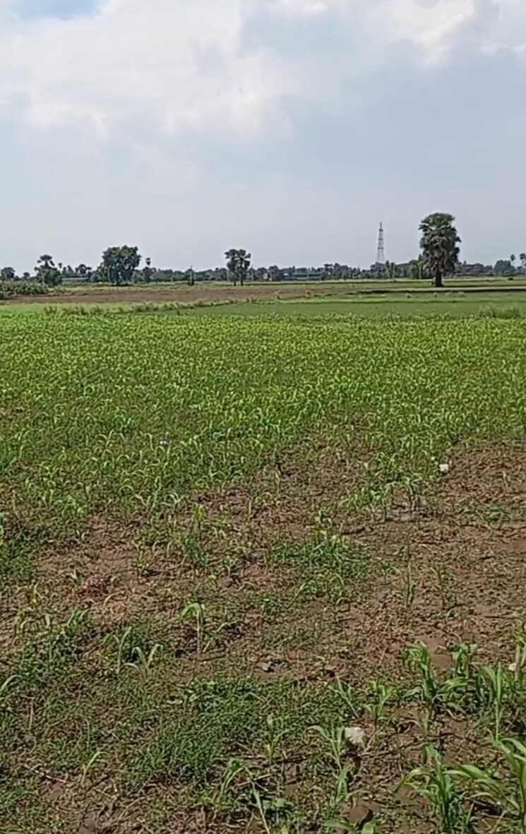 undefined, painal  1360 Sq.Ft. Plot In Painal Patna 9166763