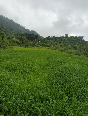  Plot For Sale in Naukuchiatal